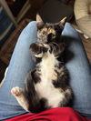 adoptable Cat in Elgin, SC named Dough-Re-Mi