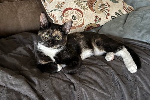 DOUGH-RE-MI - Domestic Short Hair available for adoption