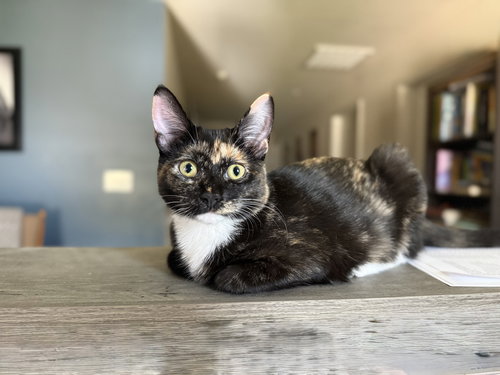 DOUGH-RE-MI - Domestic Short Hair available for adoption