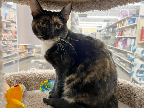 DOUGH-RE-MI - Domestic Short Hair available for adoption