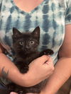 adoptable Cat in Elgin, SC named Tom Bowler