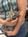 adoptable Cat in elgin, SC named Alley Agate (Available for pre-adoption)