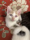 adoptable Cat in Elgin, SC named Blurry (Available for pre-adoption)