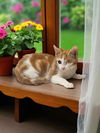adoptable Cat in Elgin, SC named Hazy