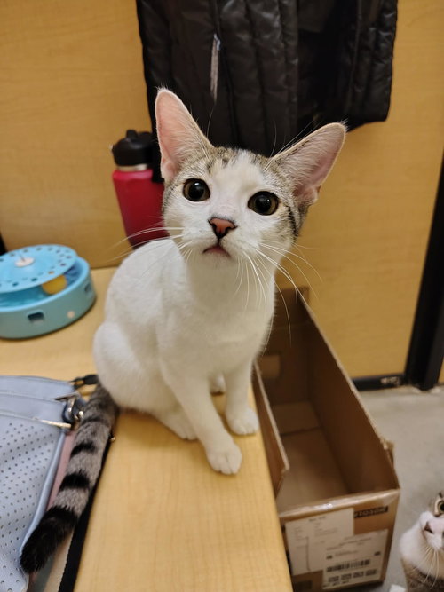 SRIRACHA - Domestic Short Hair available for adoption