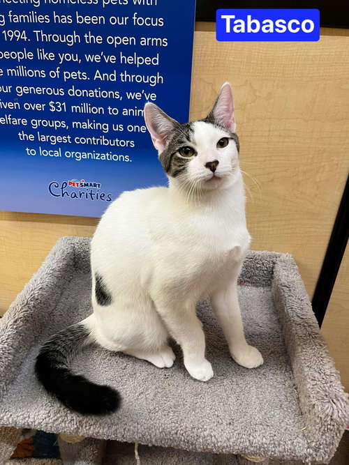 Tabasco, an adoptable Domestic Short Hair in Camden, SC