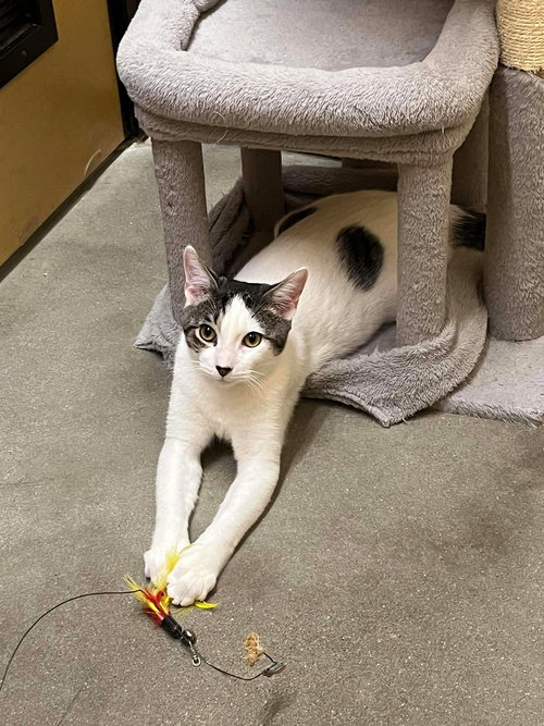 TABASCO - Domestic Short Hair available for adoption
