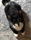 adoptable Cat in Elgin, SC named Mayhem