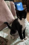adoptable Cat in Elgin, SC named Havoc
