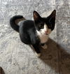 adoptable Cat in Elgin, SC named Drama