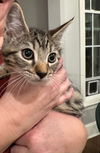 adoptable Cat in Elgin, SC named Griselda