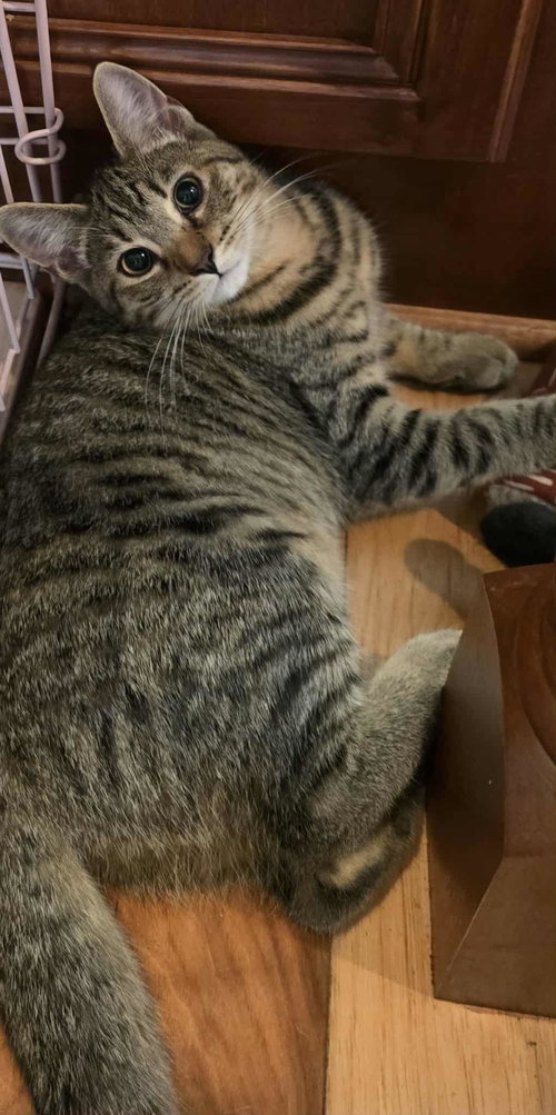 Griselda, Domestic Short Hair, cat for adoption in Sumter, South Carolina