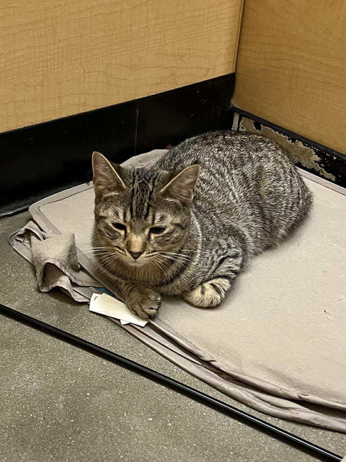 GRISELDA - Domestic Short Hair available for adoption