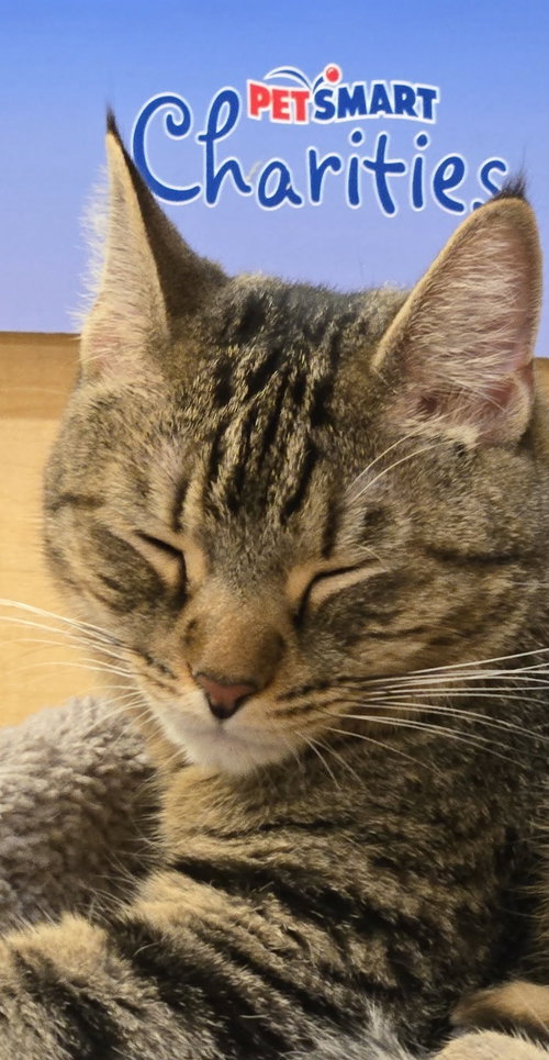 Griselda, Domestic Short Hair, cat for adoption in Charlotte, North Carolina