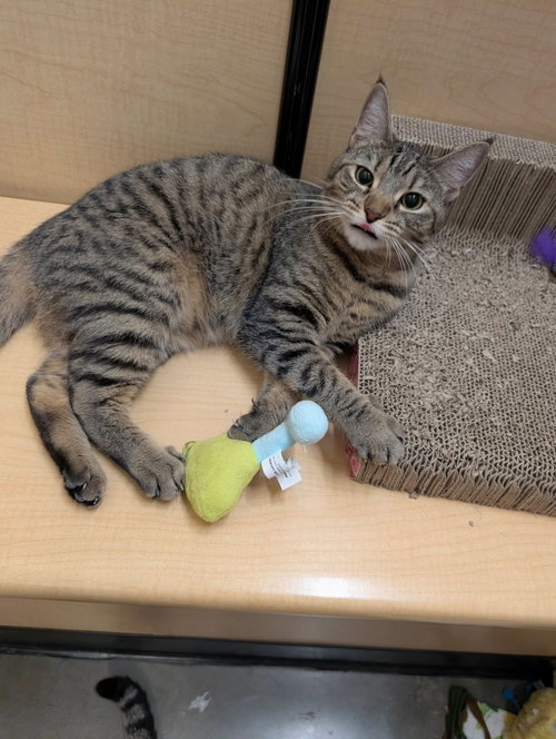 Griselda, Domestic Short Hair, cat for adoption in Rock Hill, South Carolina