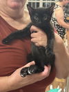 adoptable Cat in Elgin, SC named Pedicure