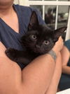 adoptable Cat in Elgin, SC named JB