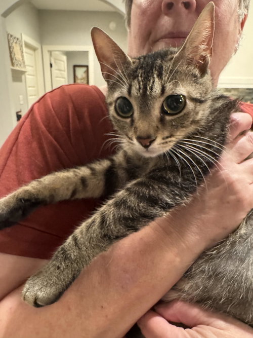 LILY - Domestic Short Hair available for adoption