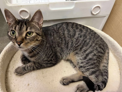 Lily, Domestic Short Hair, cat for adoption in Sumter, South Carolina