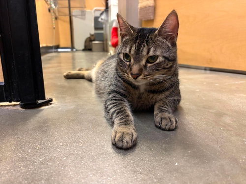 Lily, Domestic Short Hair, cat for adoption in Charlotte, North Carolina