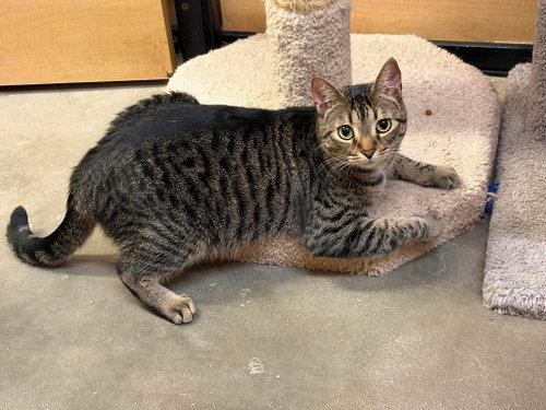 Lily, Domestic Short Hair, cat for adoption in Rock Hill, South Carolina