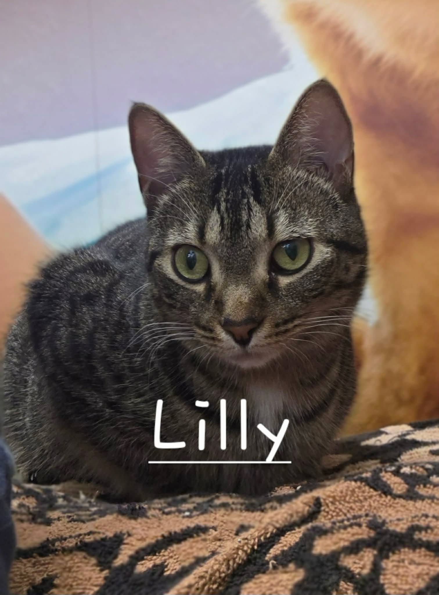 Lily, photo 3