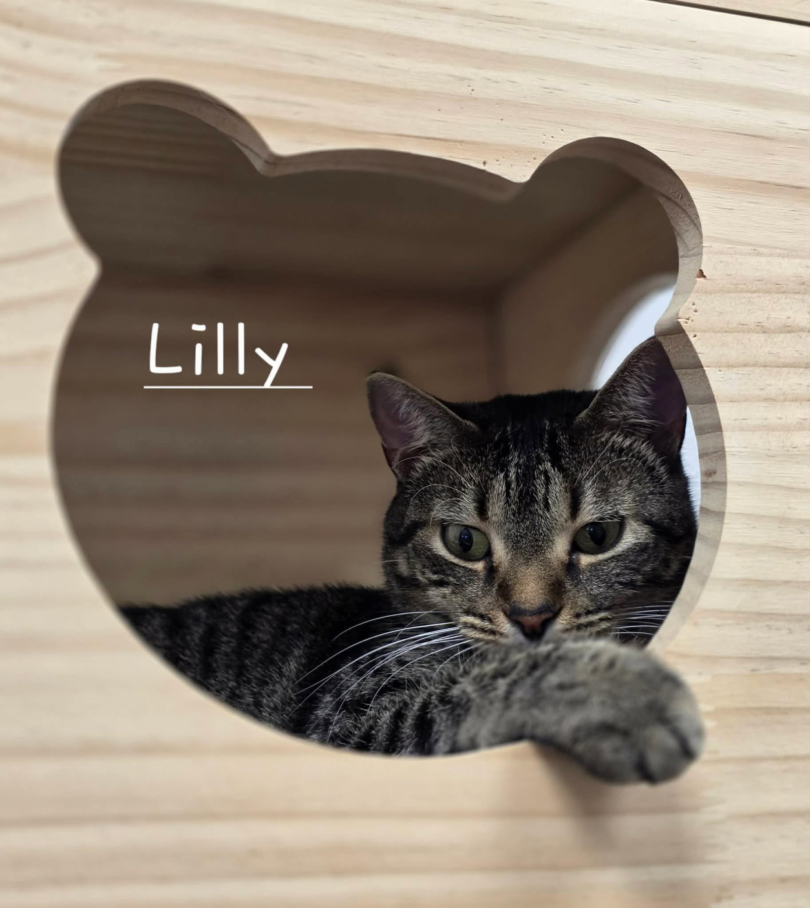 Lily, photo 2