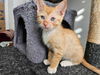 adoptable Cat in Elgin, SC named Brick (Available for pre-adoption)