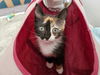 adoptable Cat in Elgin, SC named Thorn (Available for pre-adoption)