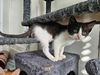 adoptable Cat in Elgin, SC named Goose (Available for pre-adoption)