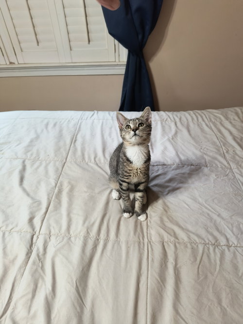 THUMBELINA - Domestic Short Hair available for adoption