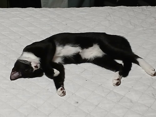 ESPRESSO - Domestic Short Hair available for adoption