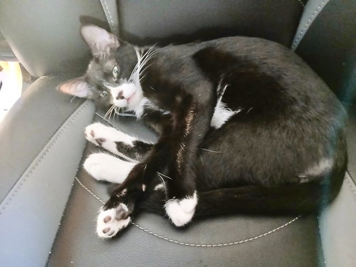 ESPRESSO - Domestic Short Hair available for adoption