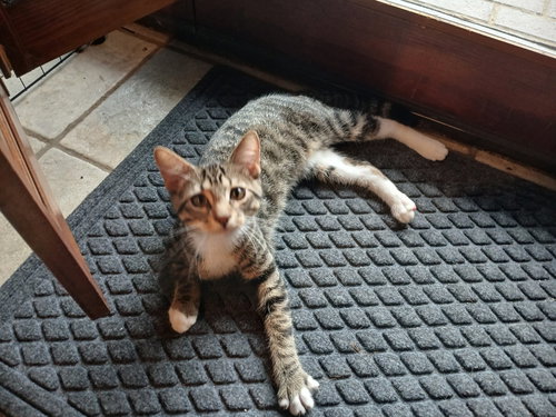 LATTE - Domestic Short Hair available for adoption