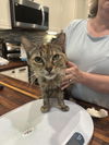 adoptable Cat in Elgin, SC named Titania