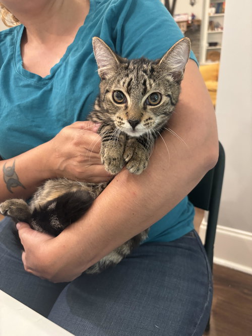 TOPAZ - Domestic Short Hair available for adoption