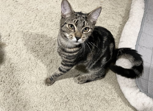 TOPAZ - Domestic Short Hair available for adoption