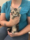 adoptable Cat in Elgin, SC named Quartz