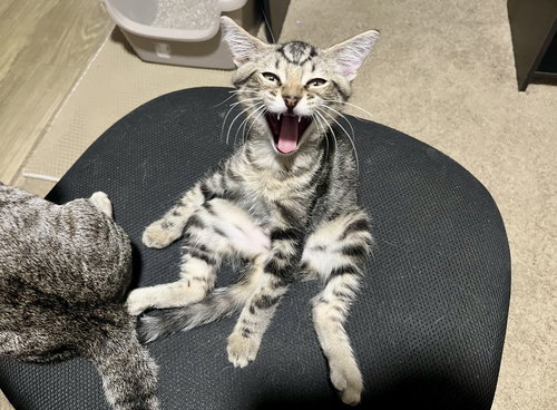 QUARTZ - Domestic Short Hair available for adoption