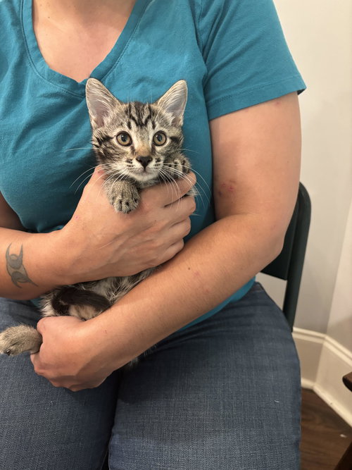 TANZANITE - Domestic Short Hair available for adoption