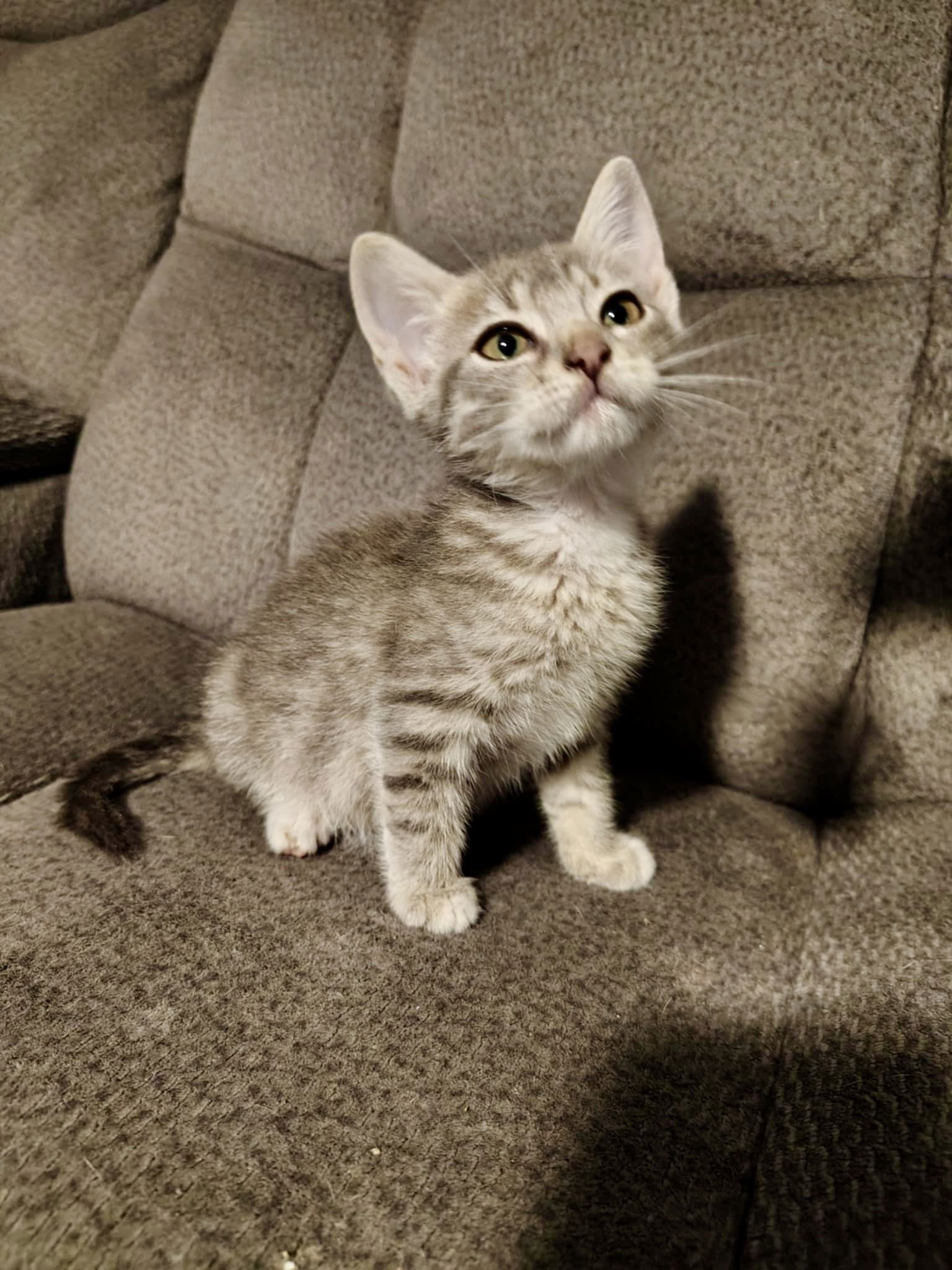 adoptable Cat in Elgin, SC named BoxTop (Available for pre-adoption)