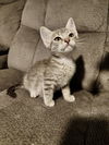 adoptable Cat in Elgin, SC named BoxTop (Available for pre-adoption)