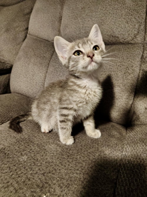 BOXTOP - Domestic Short Hair available for adoption
