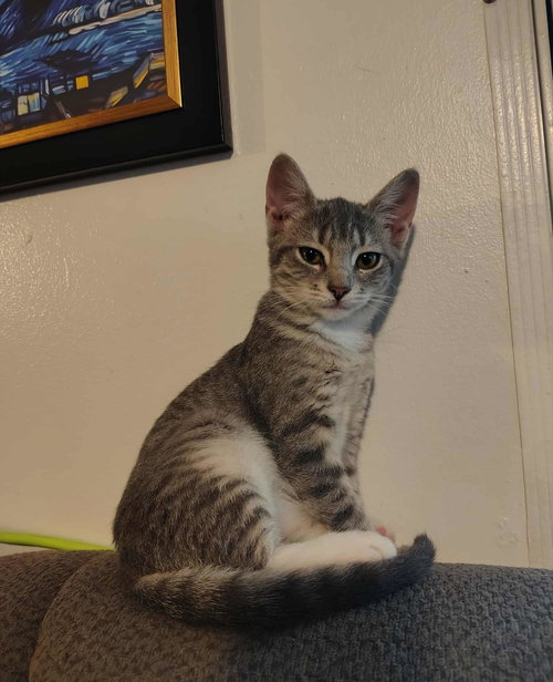 BOXTOP - Domestic Short Hair available for adoption