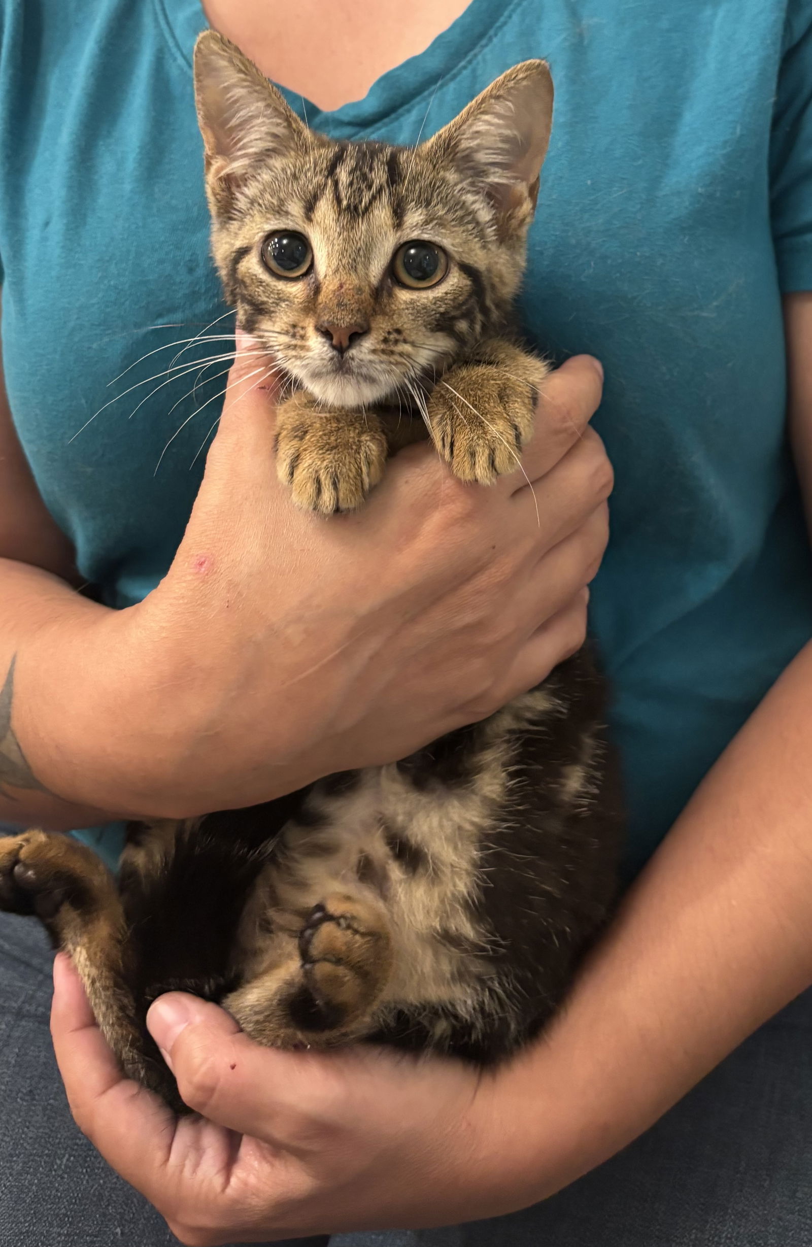 adoptable Cat in Elgin, SC named Chuckles