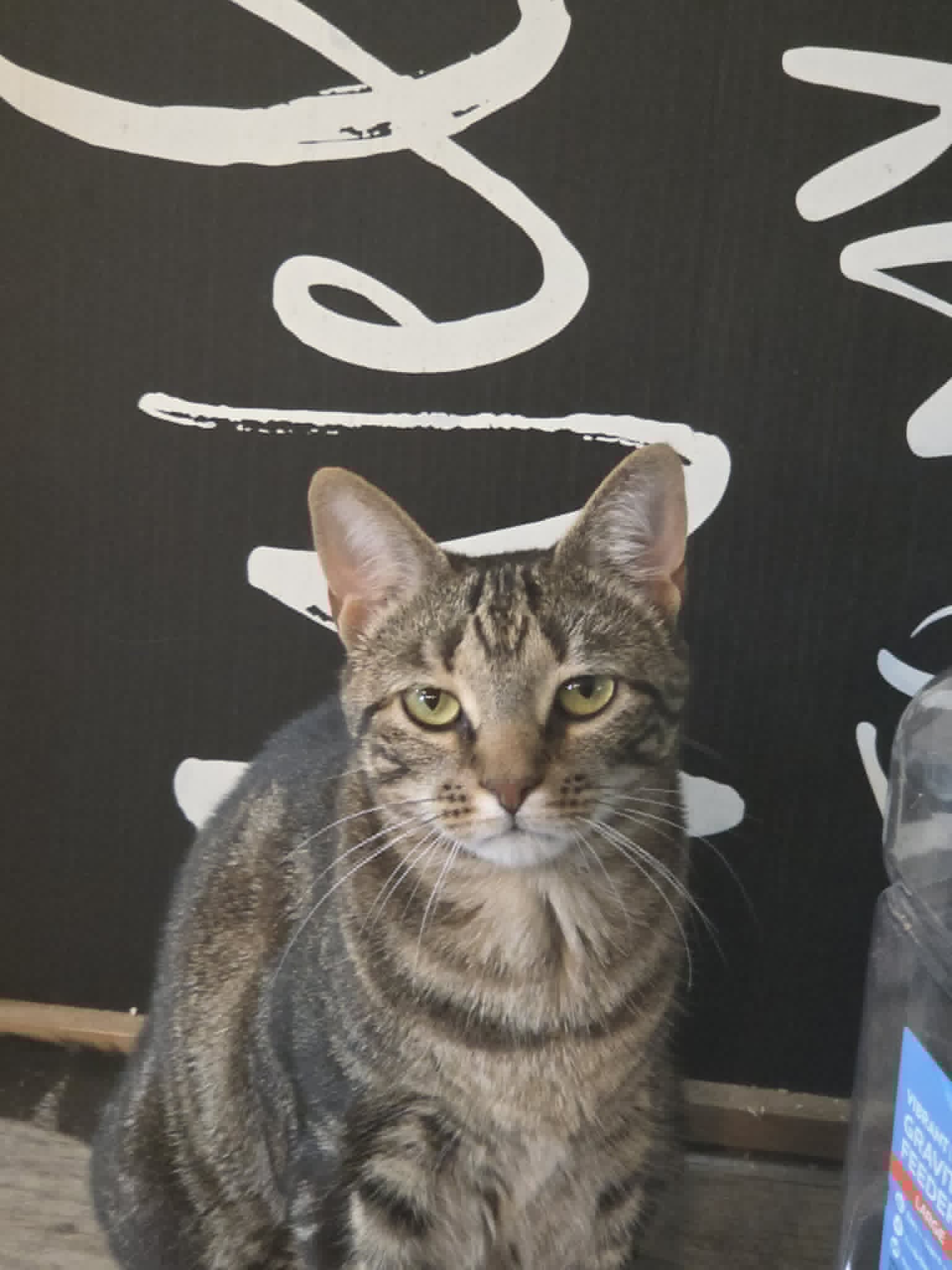 Chuckles - Domestic Short Hair