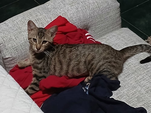 MOCHA - Domestic Short Hair available for adoption