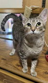 adoptable Cat in , SC named Caressa