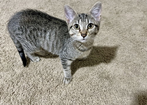 SKADE - Domestic Short Hair available for adoption