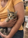 adoptable Cat in , SC named Puck (Available for pre-adoption)